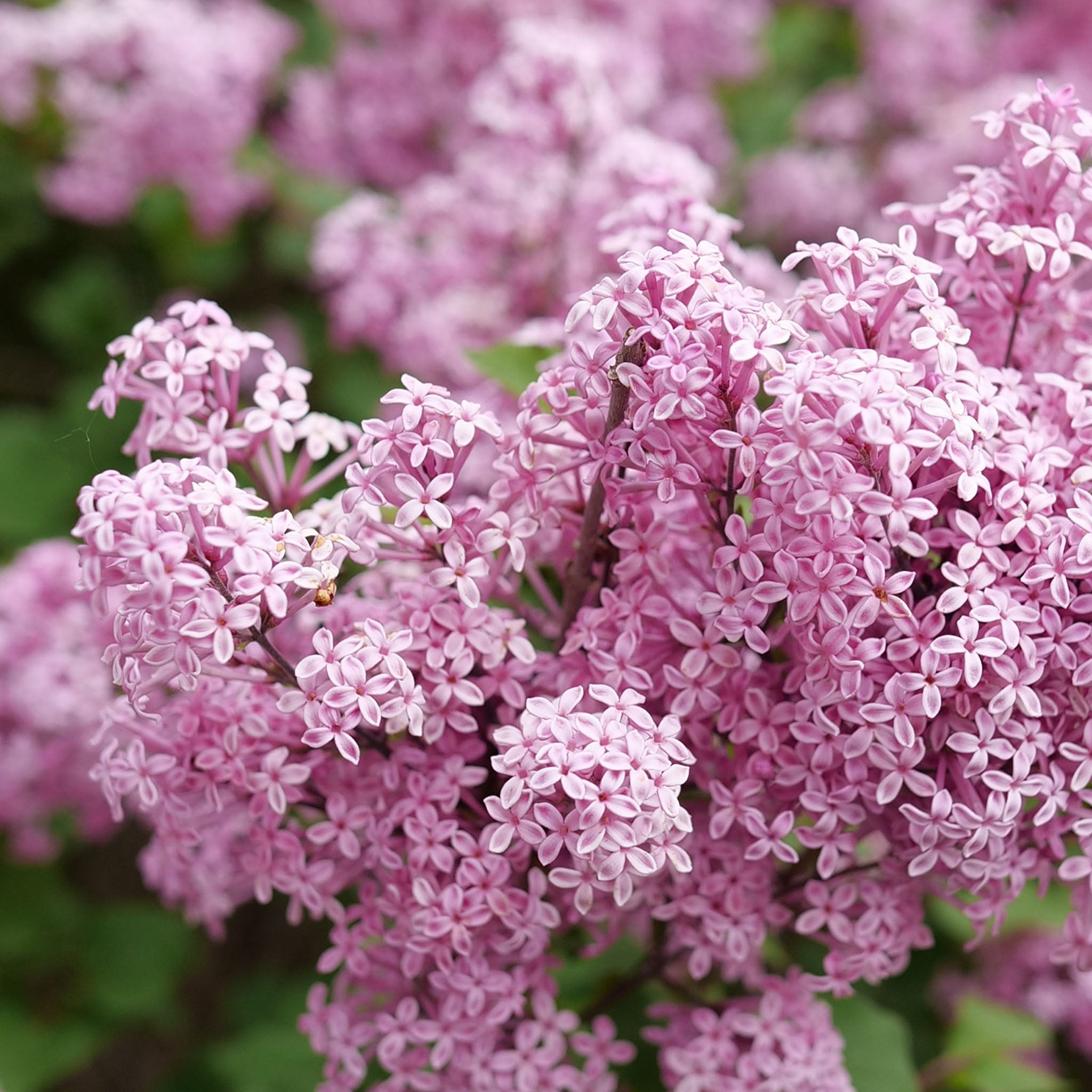 Bloomerang Purpink Lilac