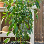 Spice 'n Dice Hot Pepper