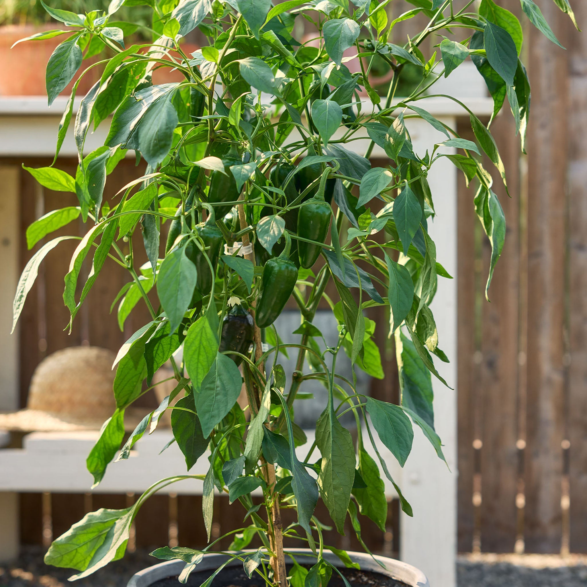 Spice 'n Dice Hot Pepper