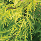 Lemony Lace® Sambucus