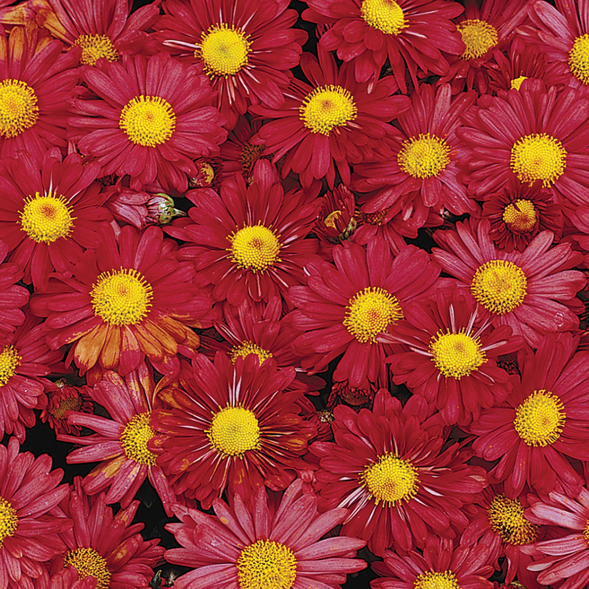 Mammoth Daisy Red Garden Mum