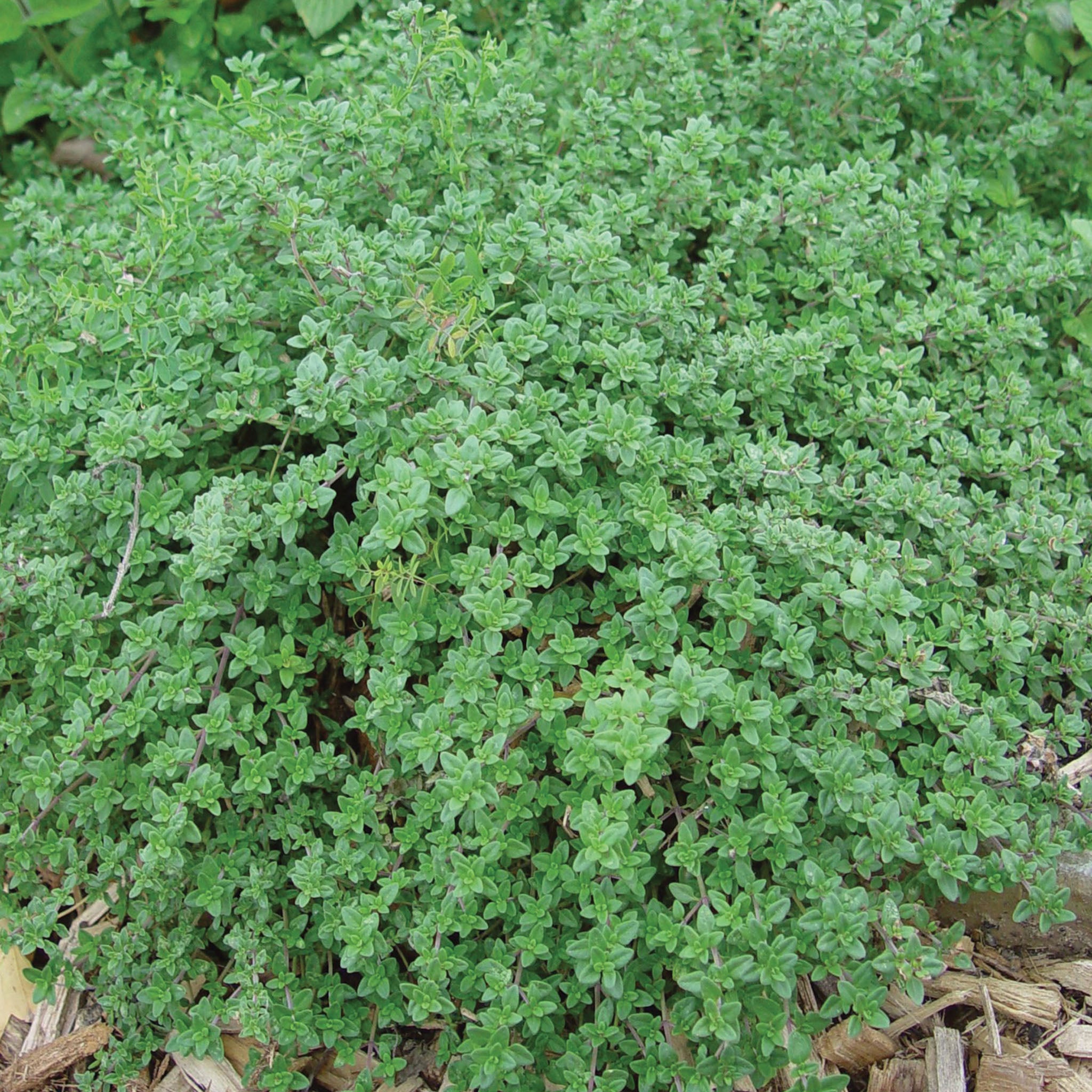 Creeping Thyme