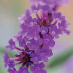 Santos Purple Verbena Rigida