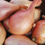 French Red Shallots Bulbs