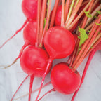 Perfecto Radish
