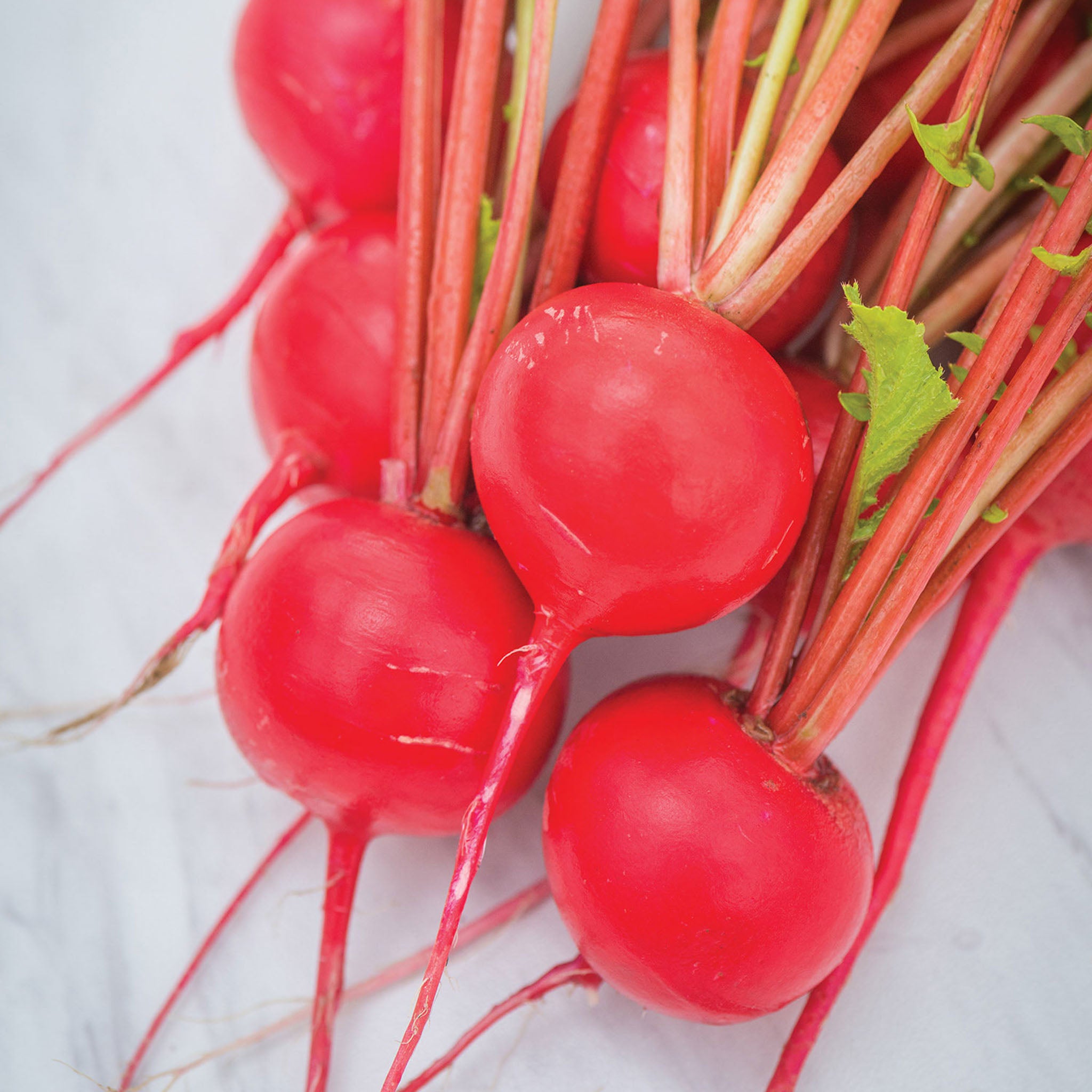 Perfecto Radish