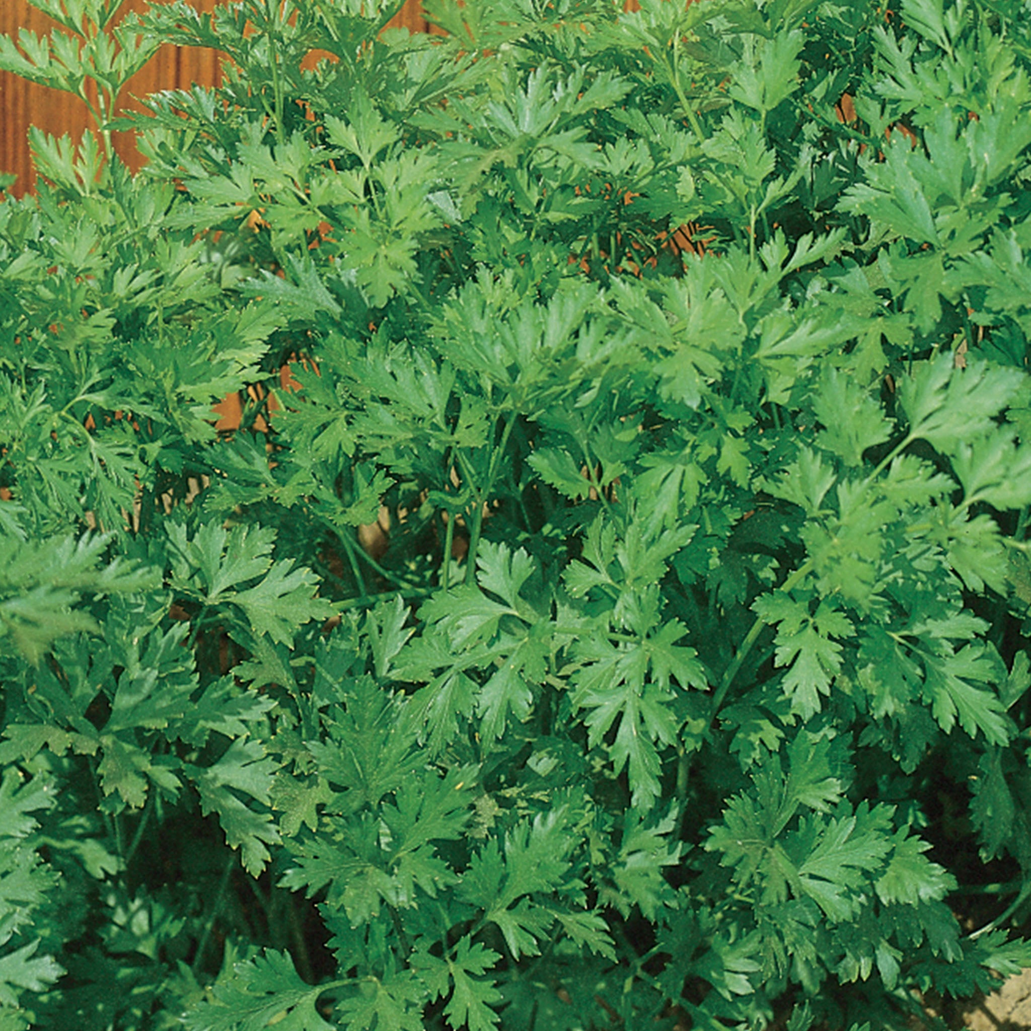 Italian Flat Leaved Organic Parsley