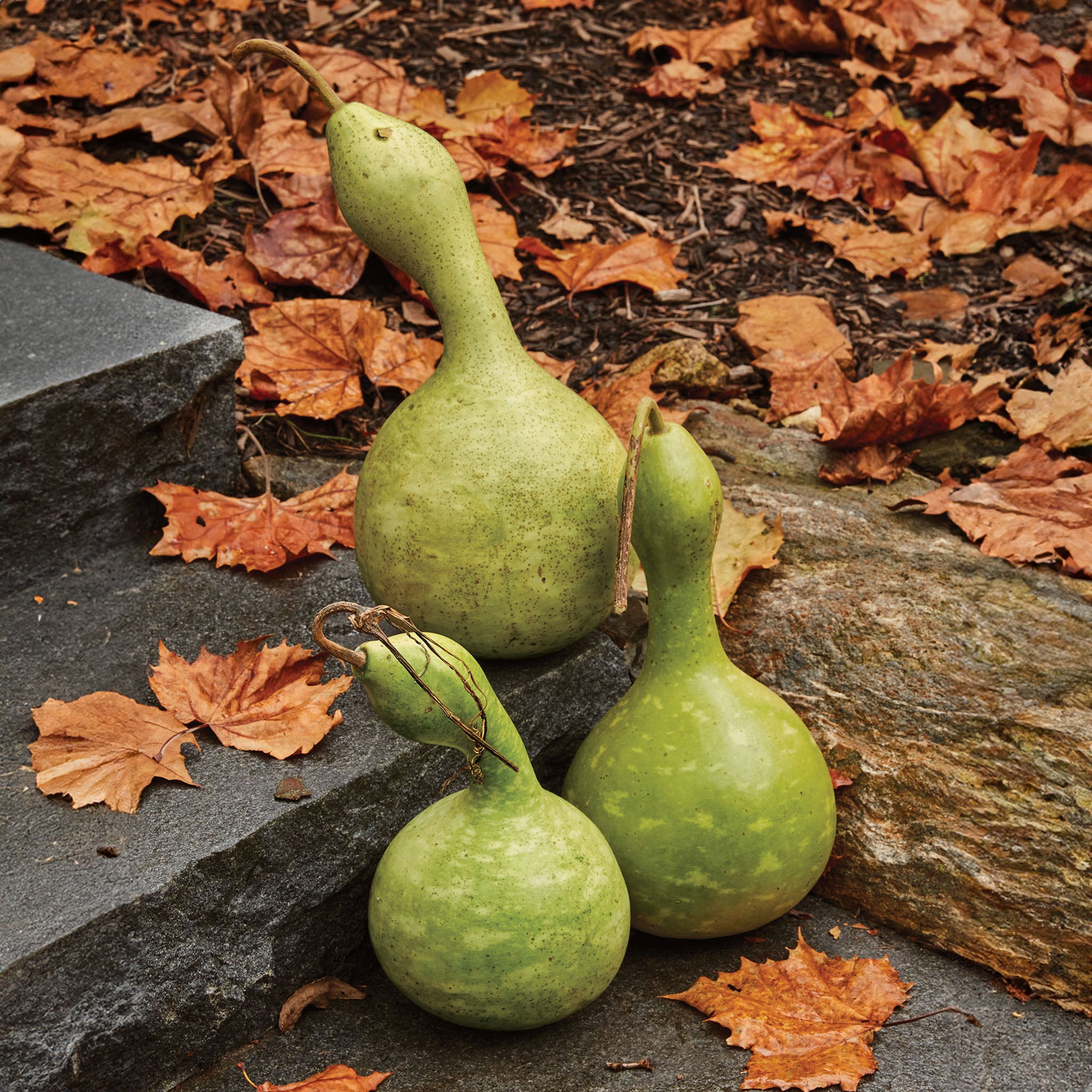 Ornamental Large Bottle Gourd