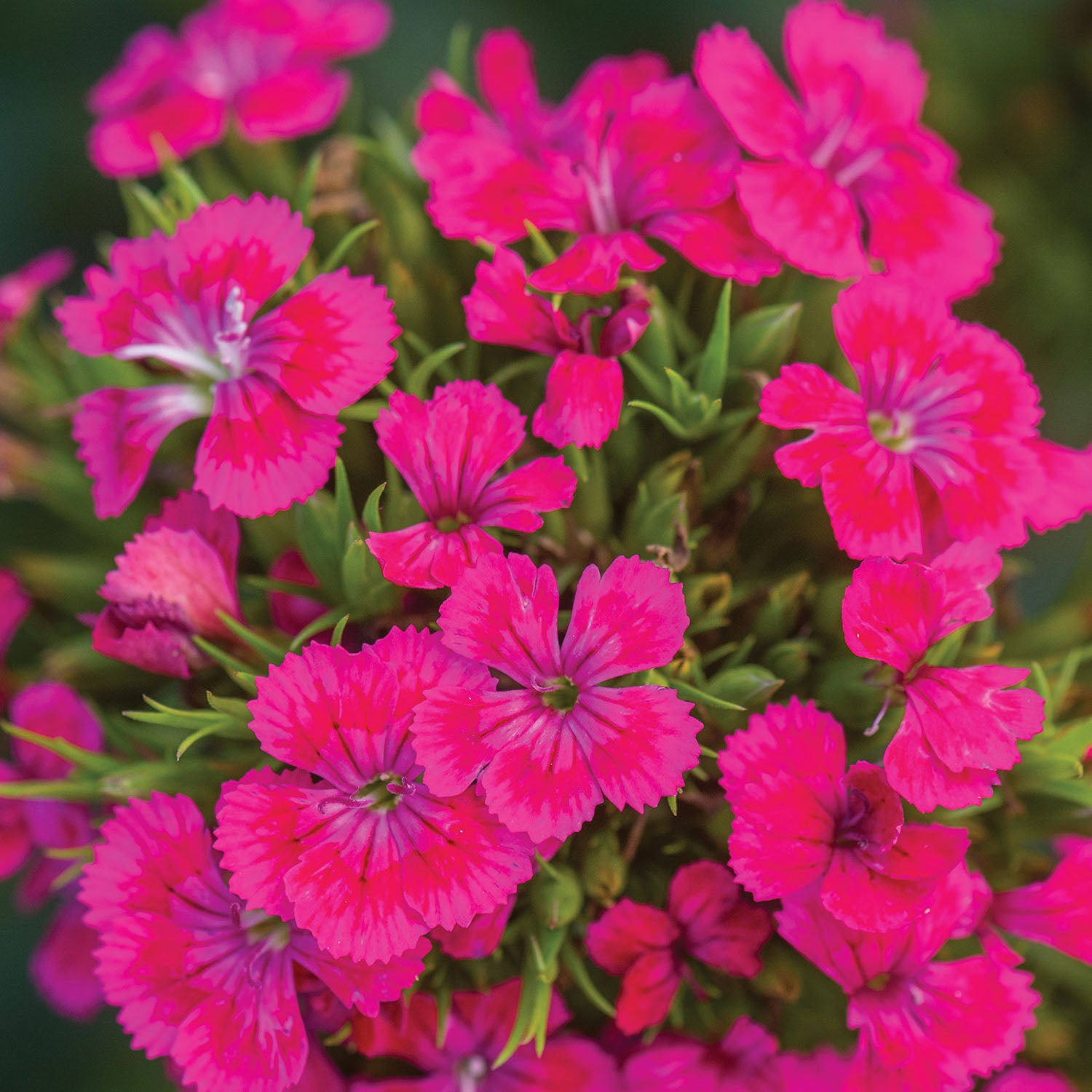 Jolt Pink Dianthus