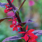 Vulcan Red Lobelia