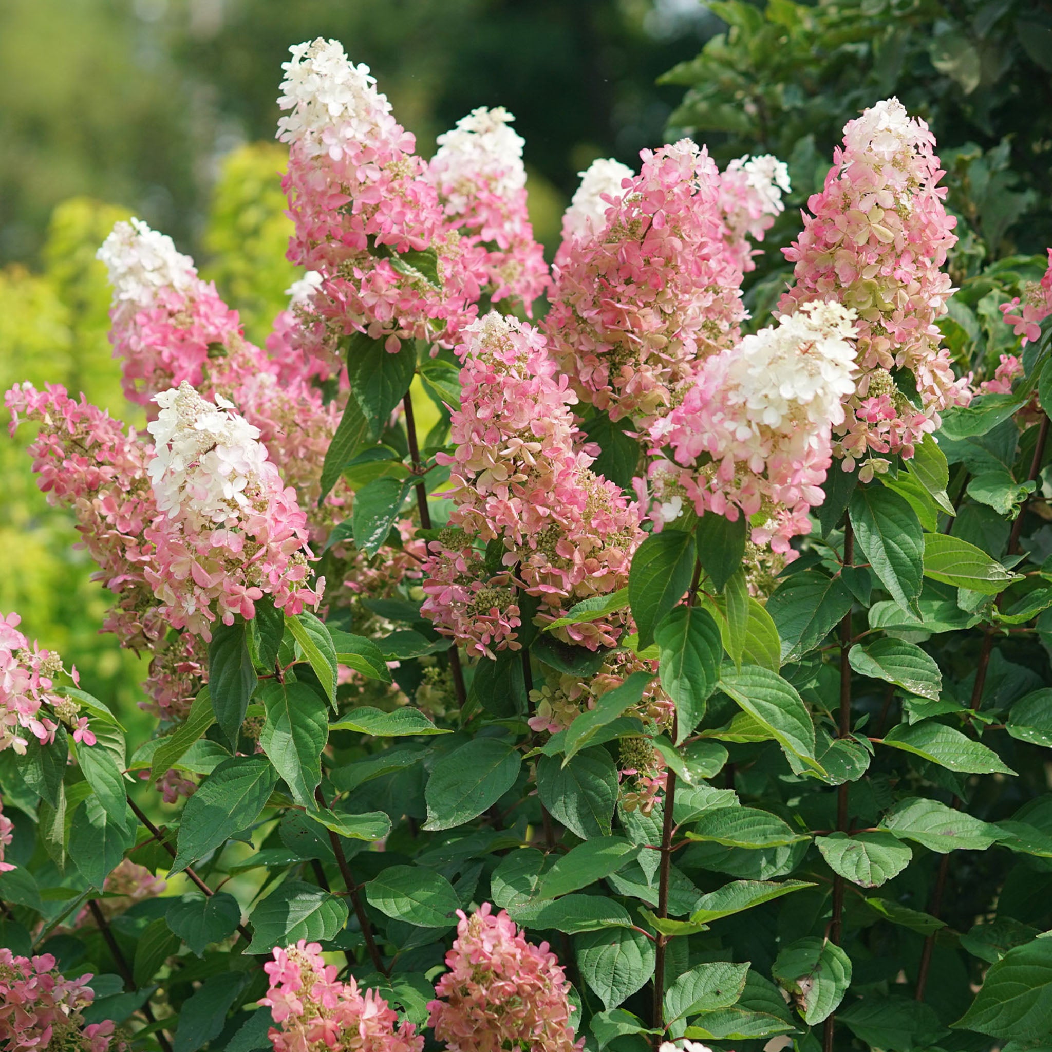 Pinky Winky Prime Hydrangea Paniculata