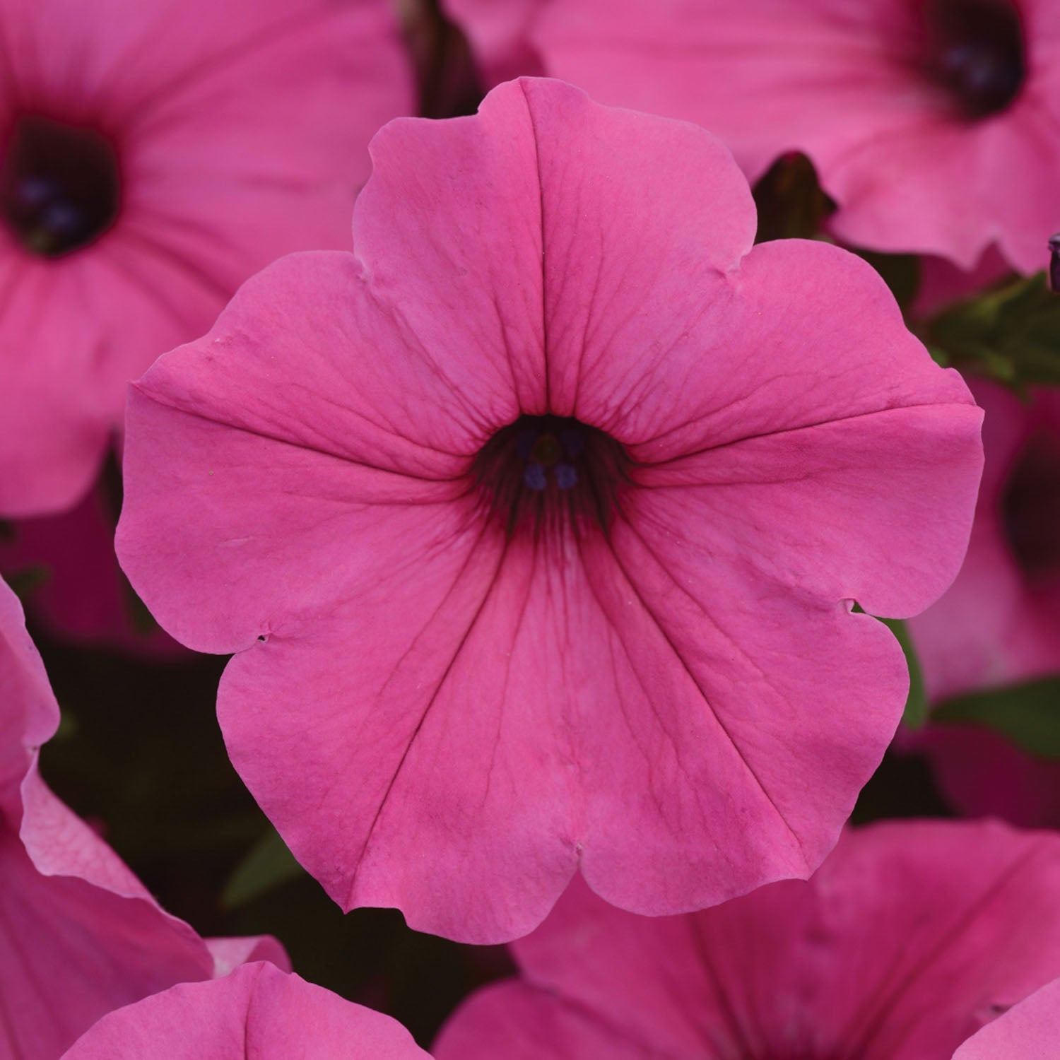 ColorRush Pink Petunia