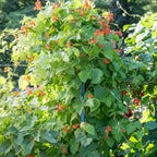 Scarlet Runner Pole Bean