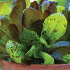 All Season Romaine Blend Lettuce