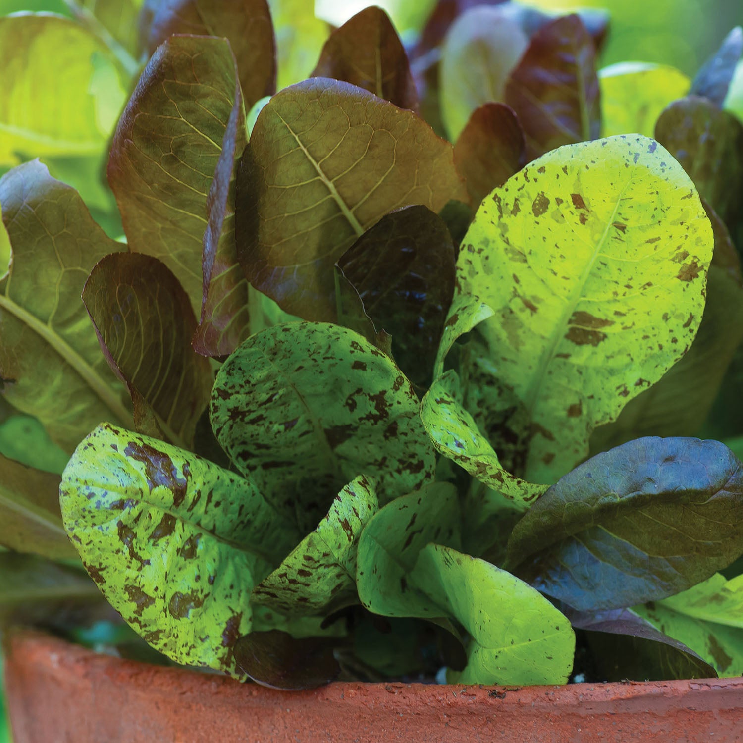 All Season Romaine Blend Lettuce