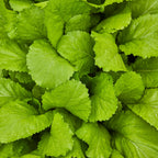 Florida Broad Leaf Mustard