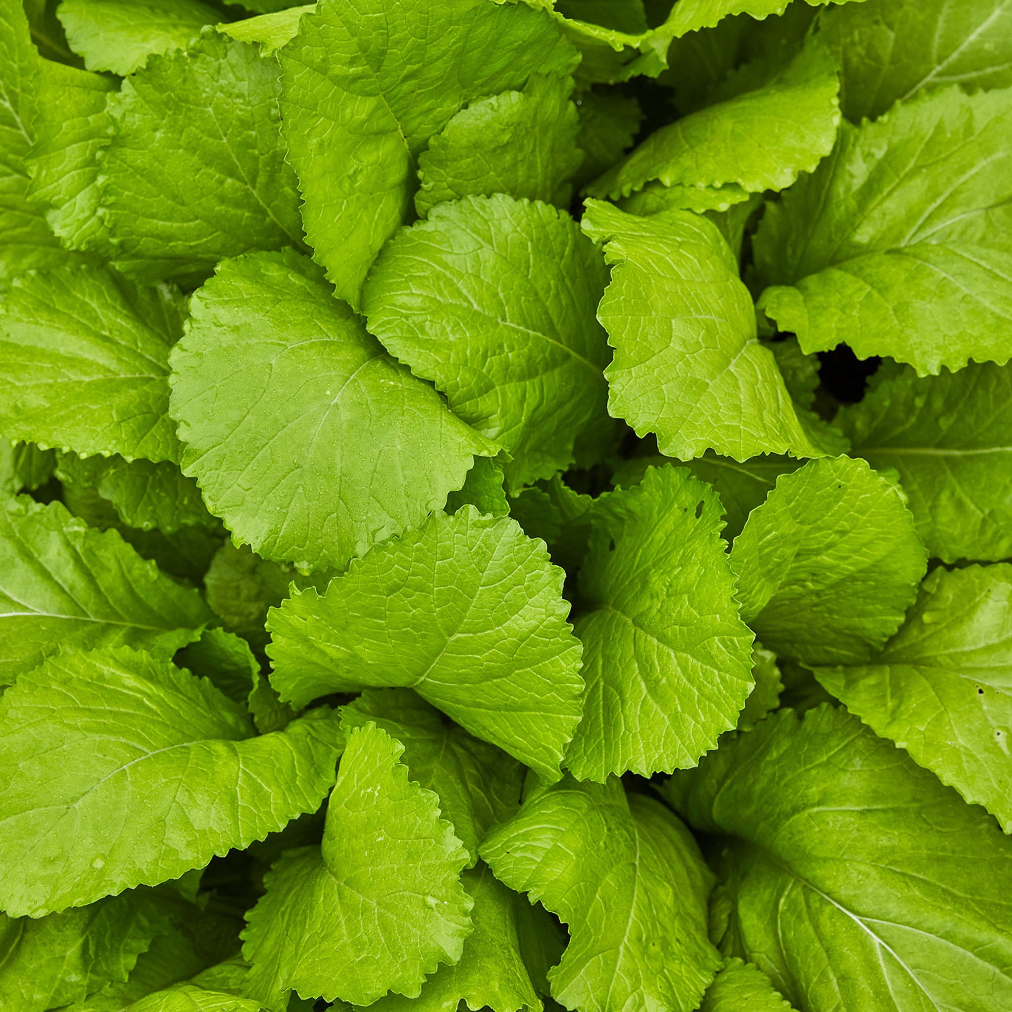 Florida Broad Leaf Mustard