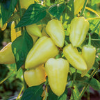 Slovana Sweet Pepper