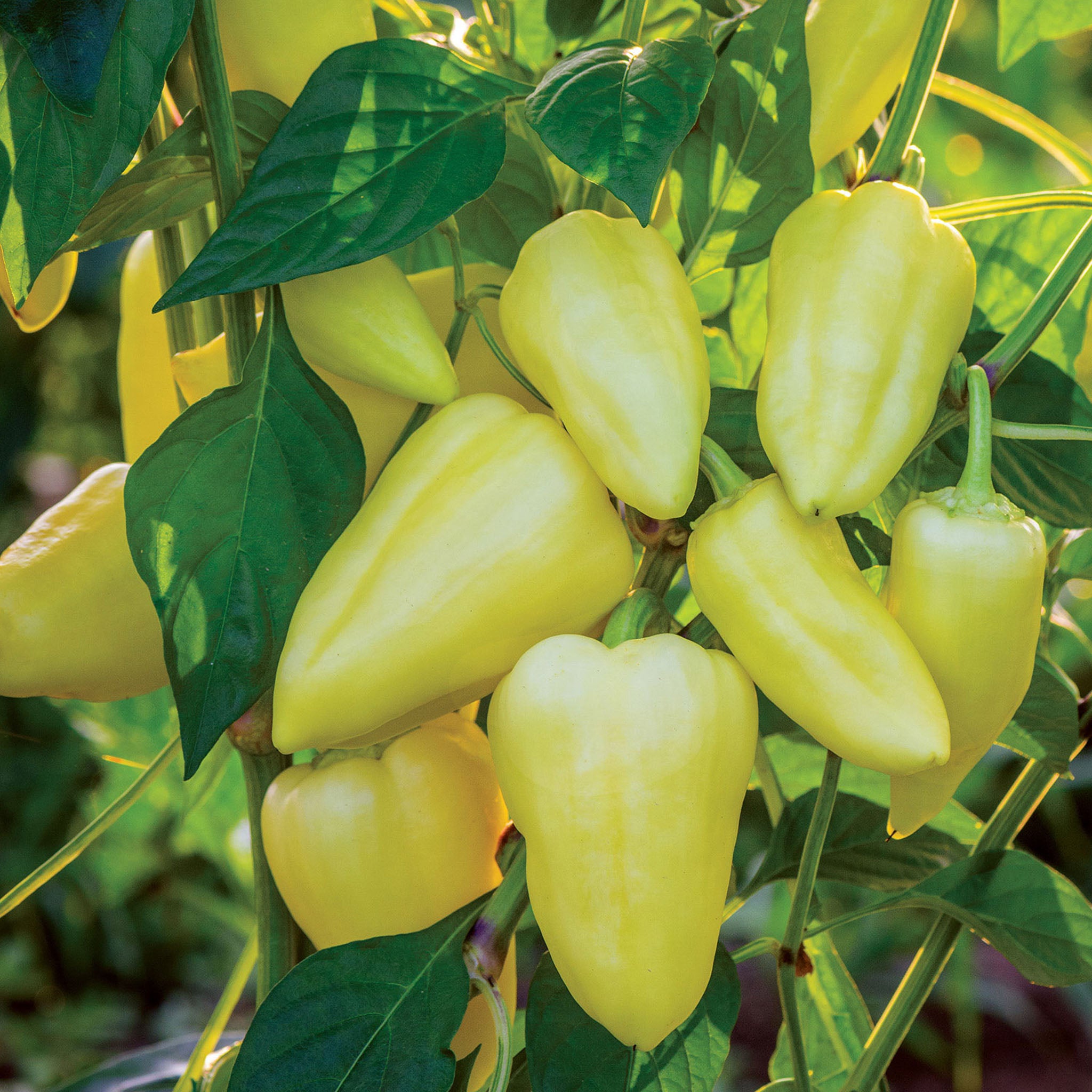 Slovana Sweet Pepper