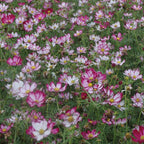 Capriola Cosmos