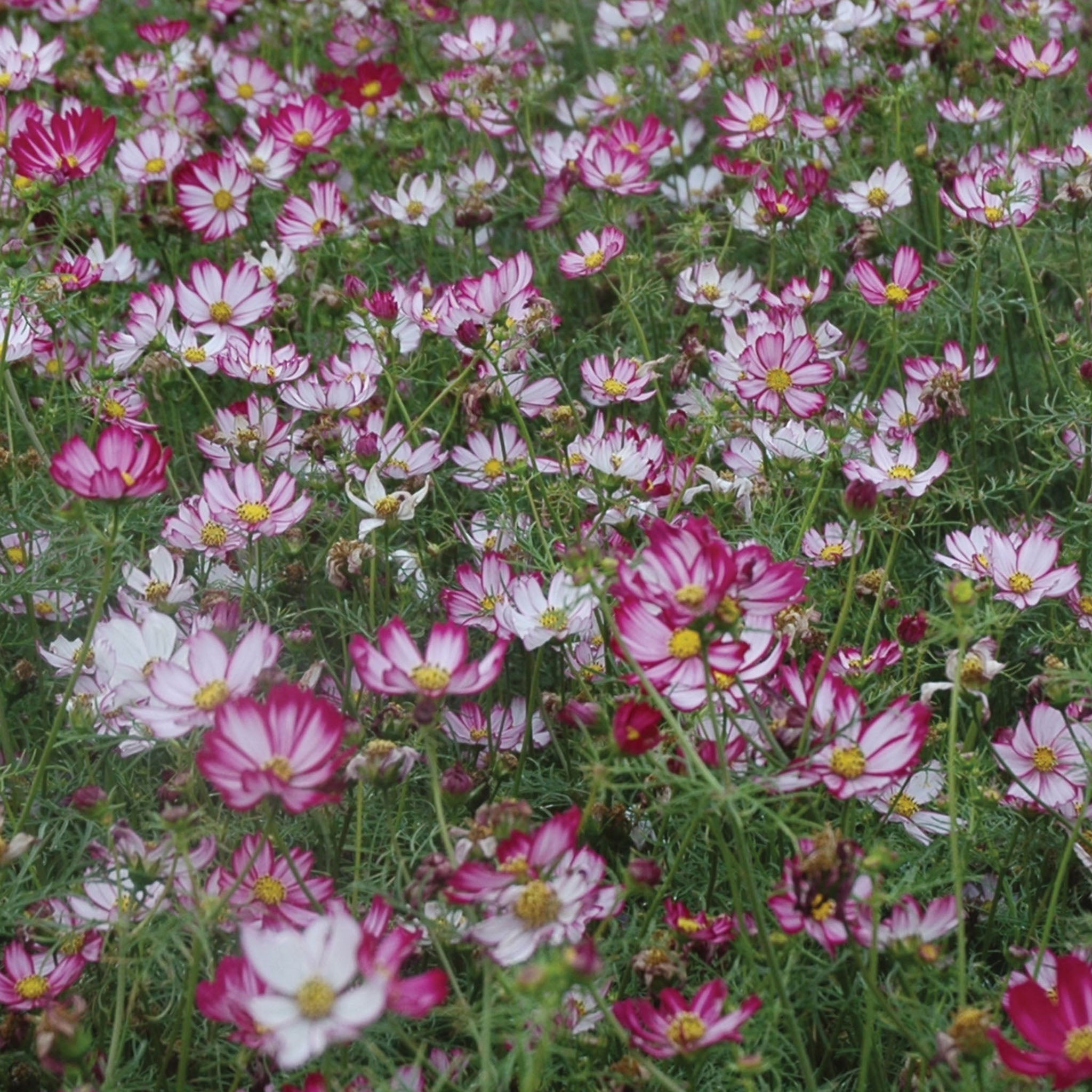 Capriola Cosmos