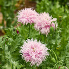 Lilac Pom Pom Poppy