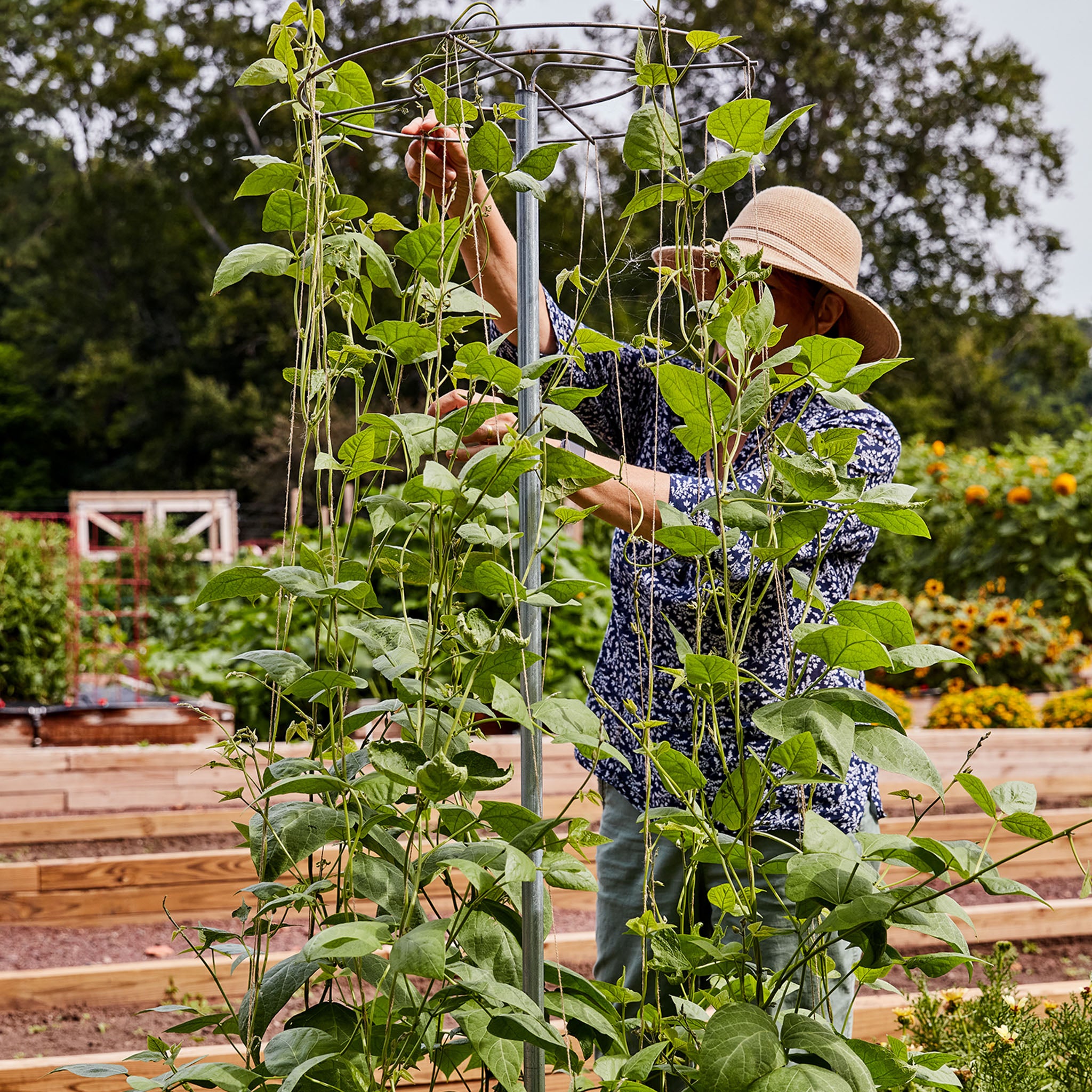 Pole Bean And Pea Tower