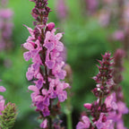 Rose Marvel Salvia
