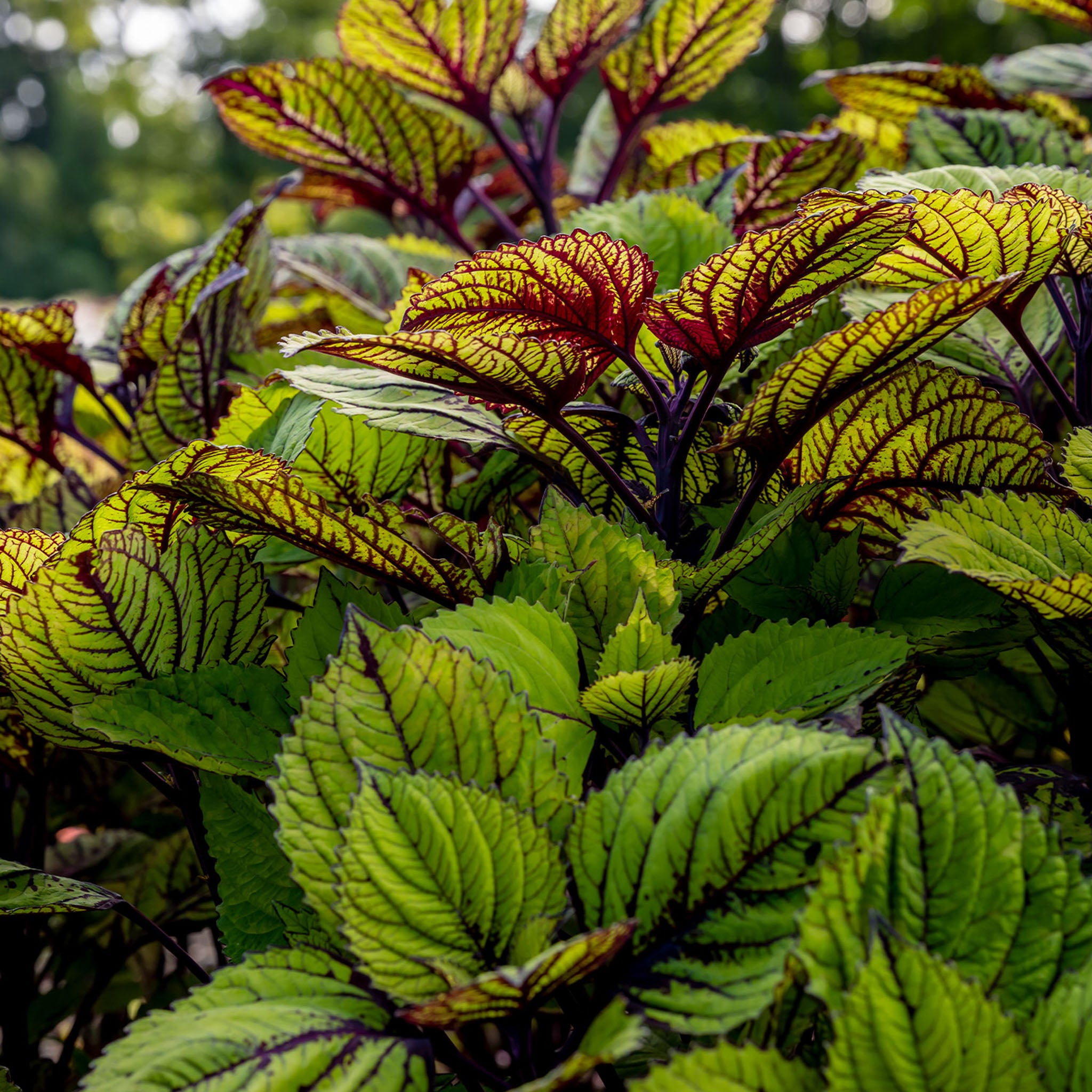 Spun Glass Coleus