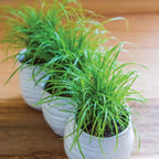 Zumula Cat Grass