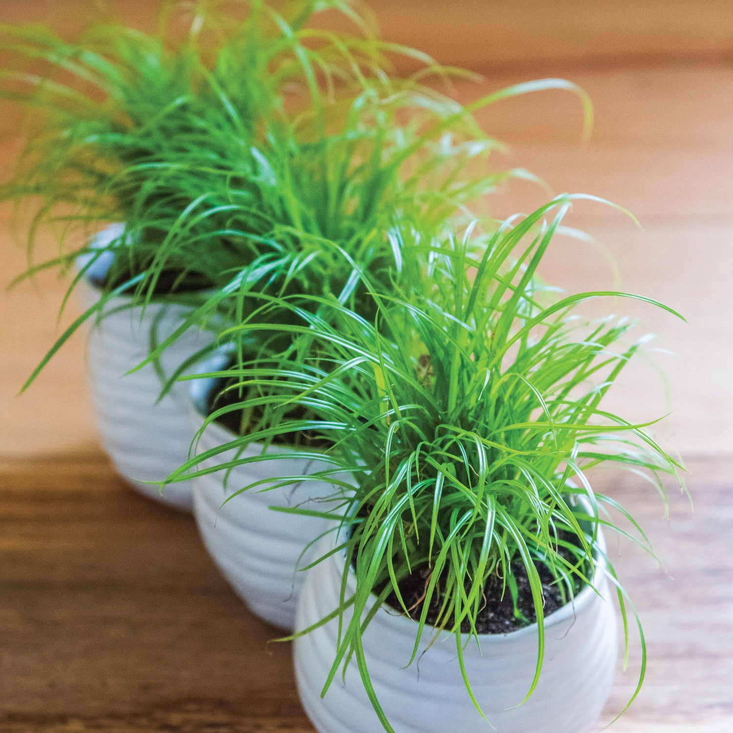 Zumula Cat Grass