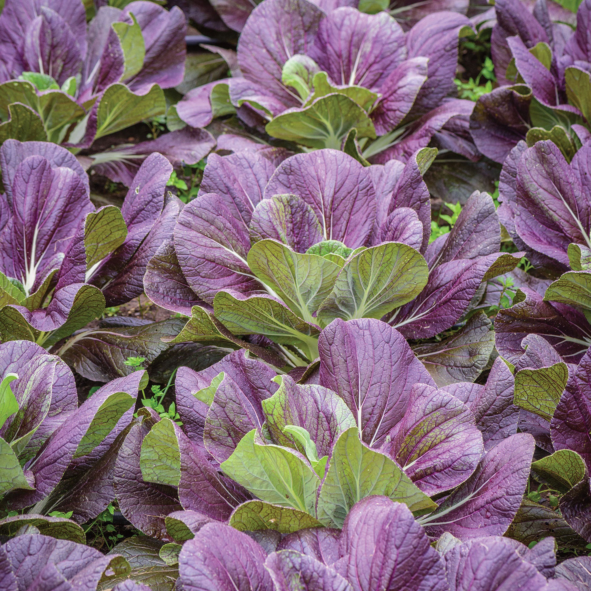 Red Dragon Napa Cabbage