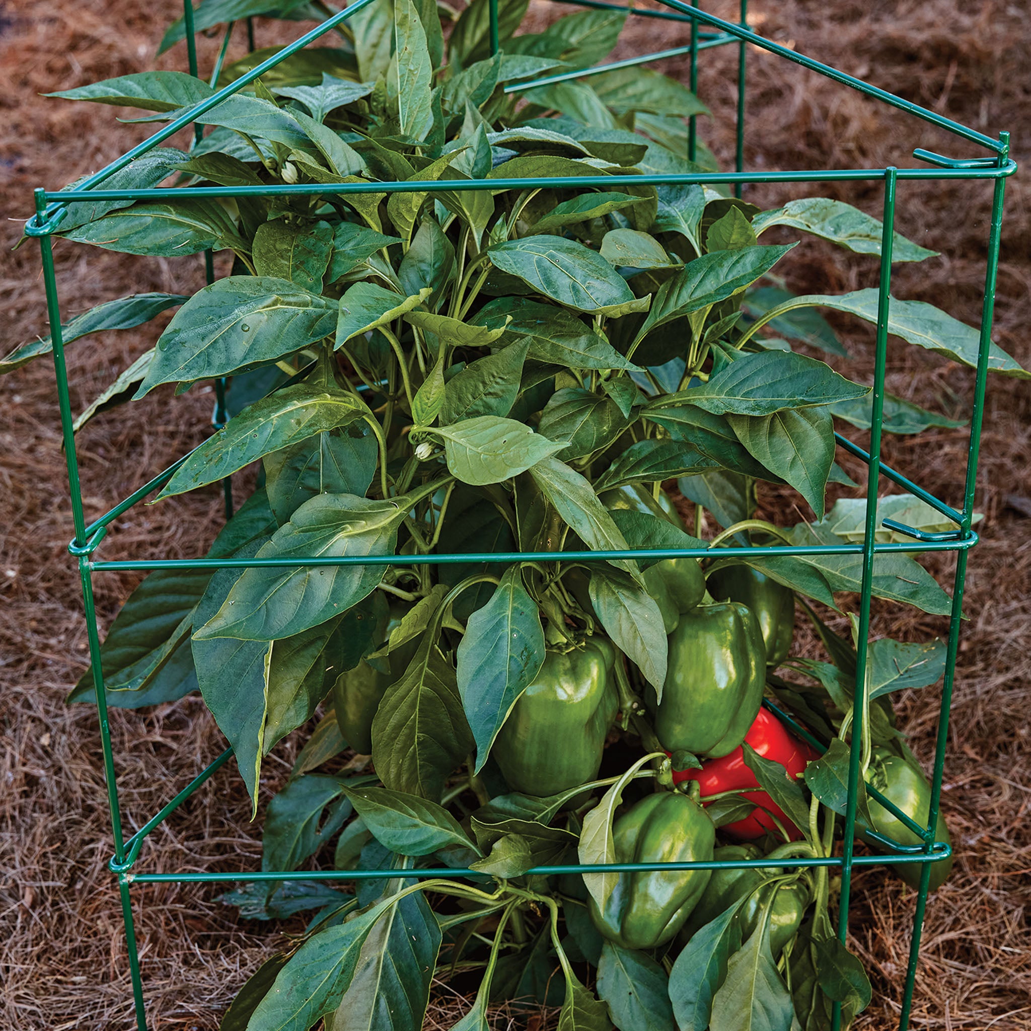 Pro Series Pepper/Eggplant Support