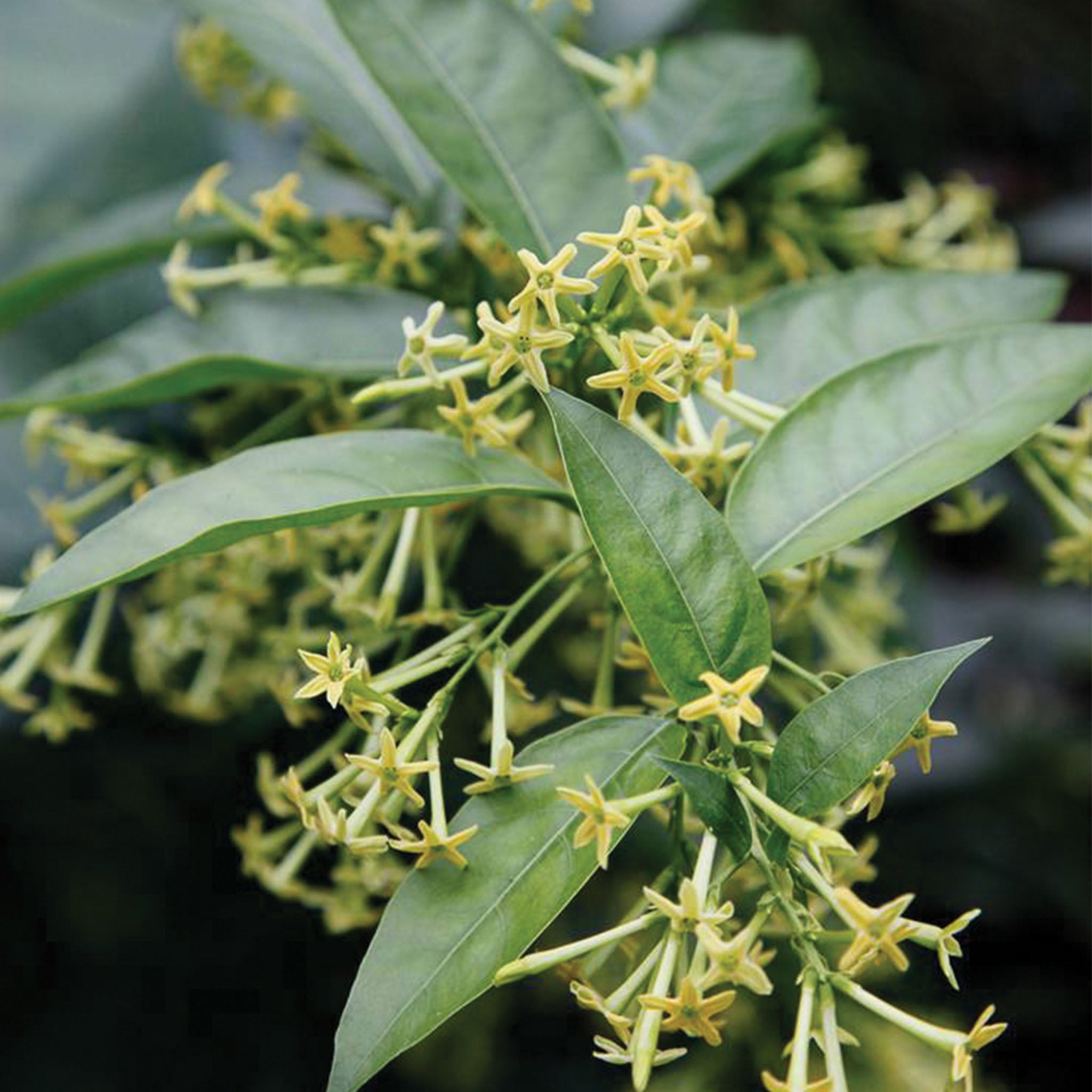 Night Blooming Jasmine