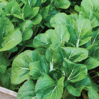 White Choi Pak Choi Chinese Cabbage