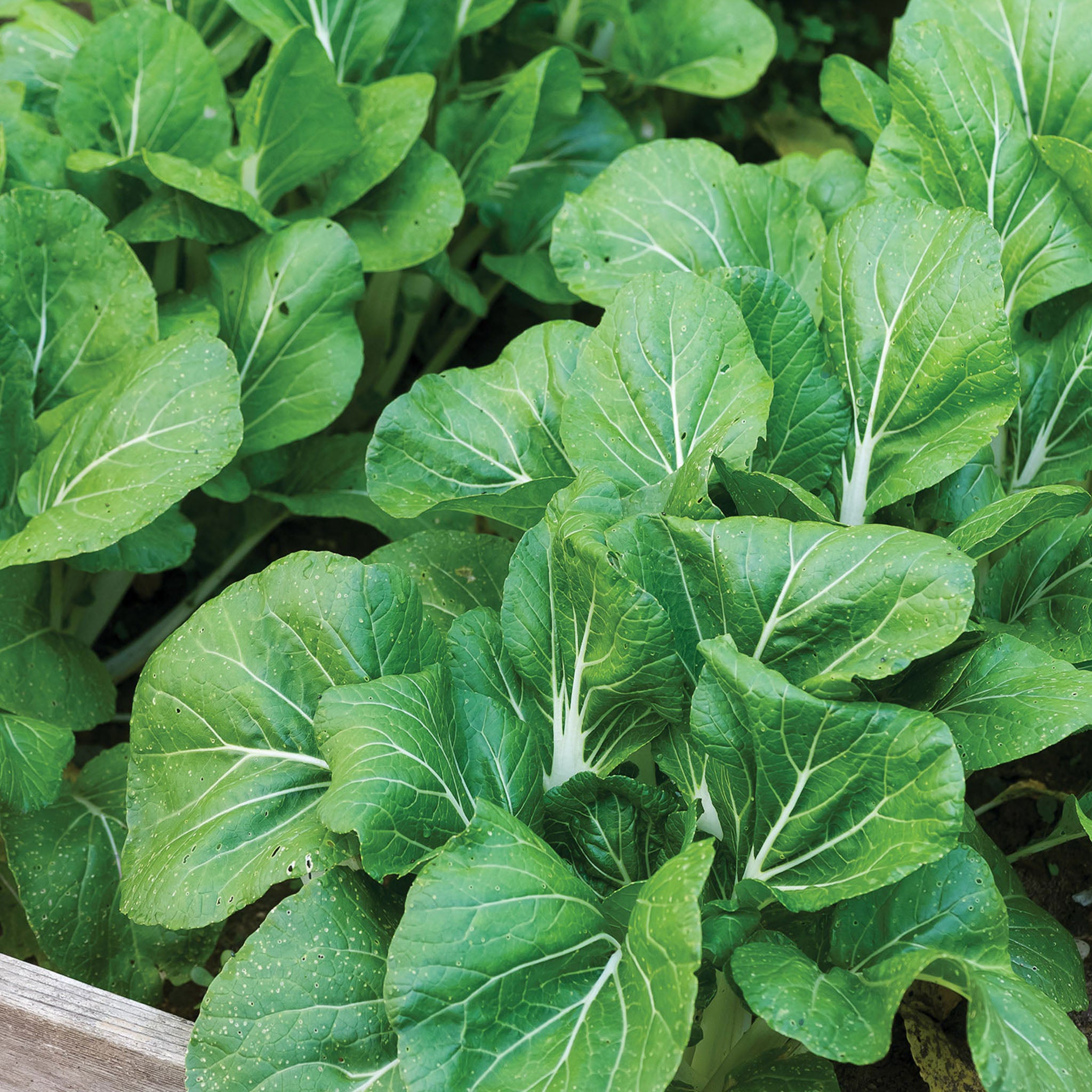 White Choi Pak Choi Chinese Cabbage