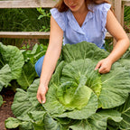 Saku Saku Cabbage