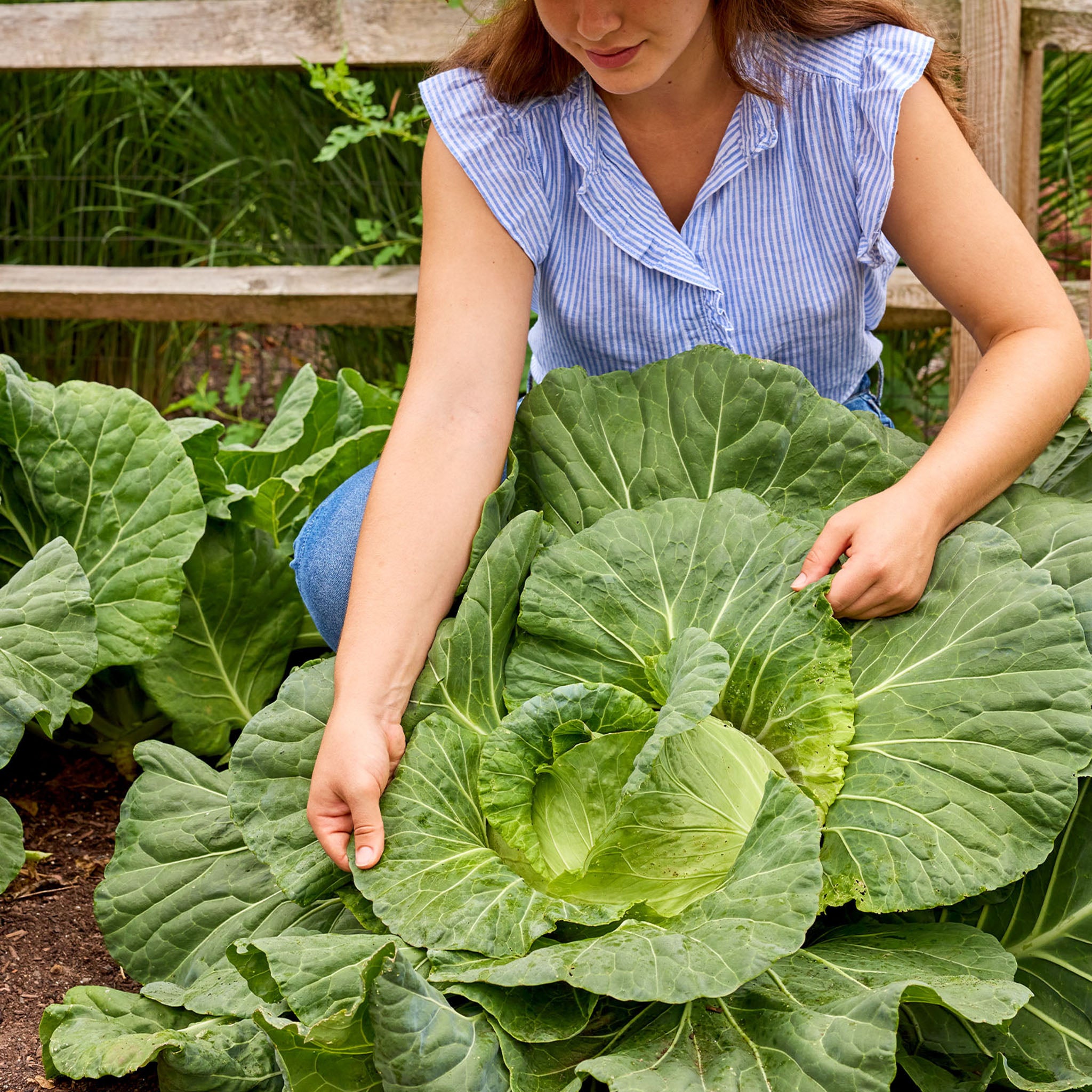Saku Saku Cabbage