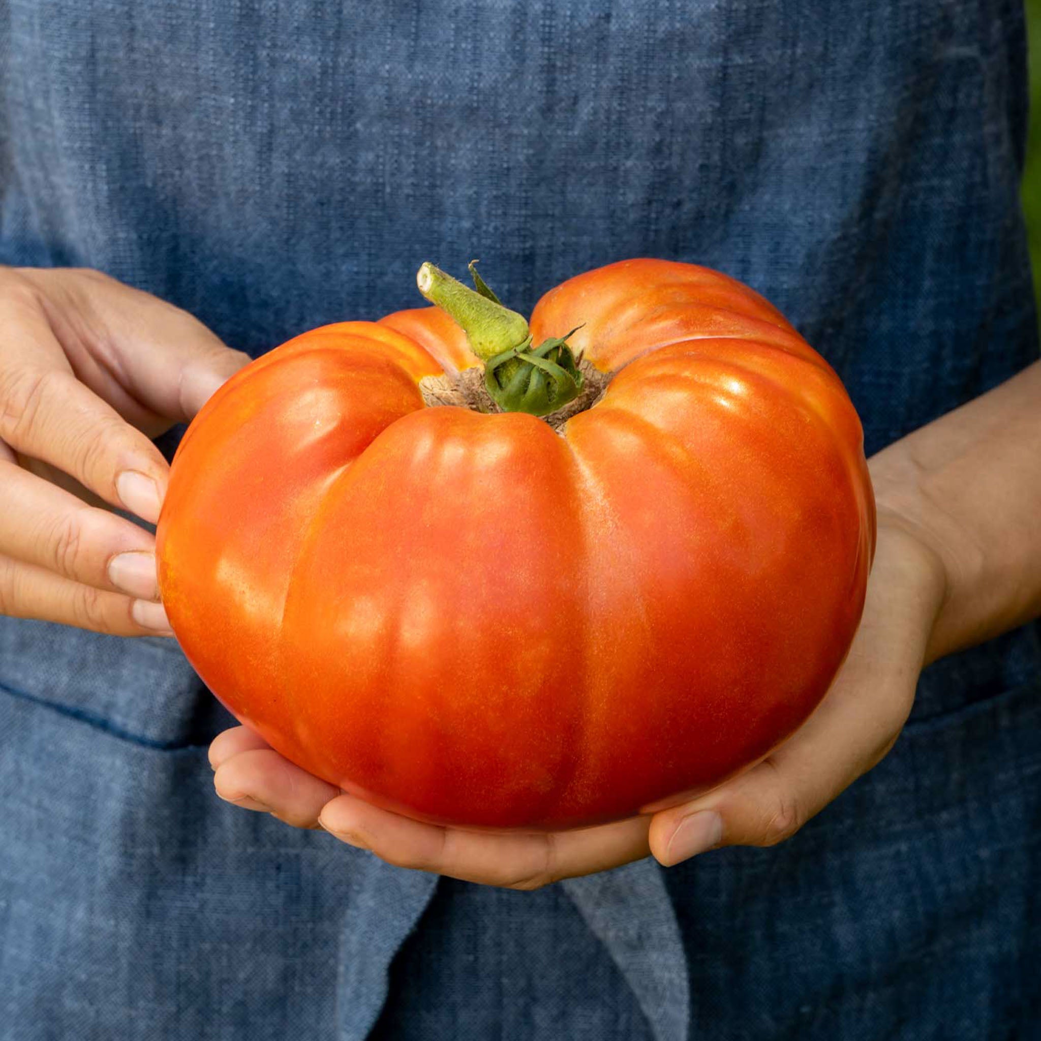 Atlas Tomato