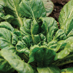 Tatsoi Mustard