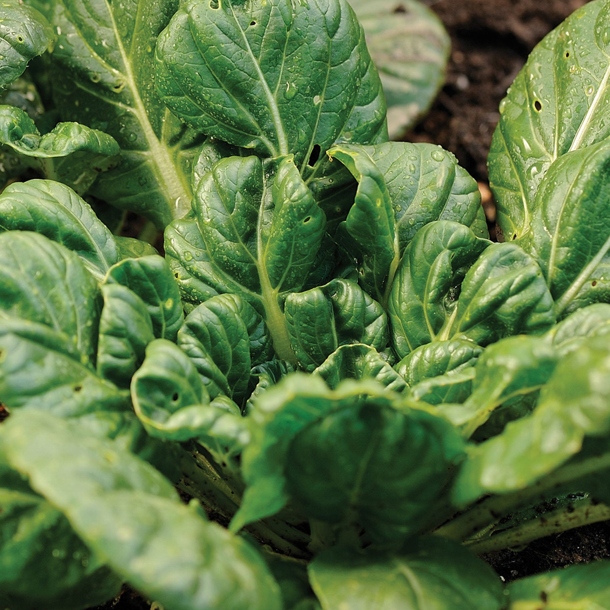 Tatsoi Mustard