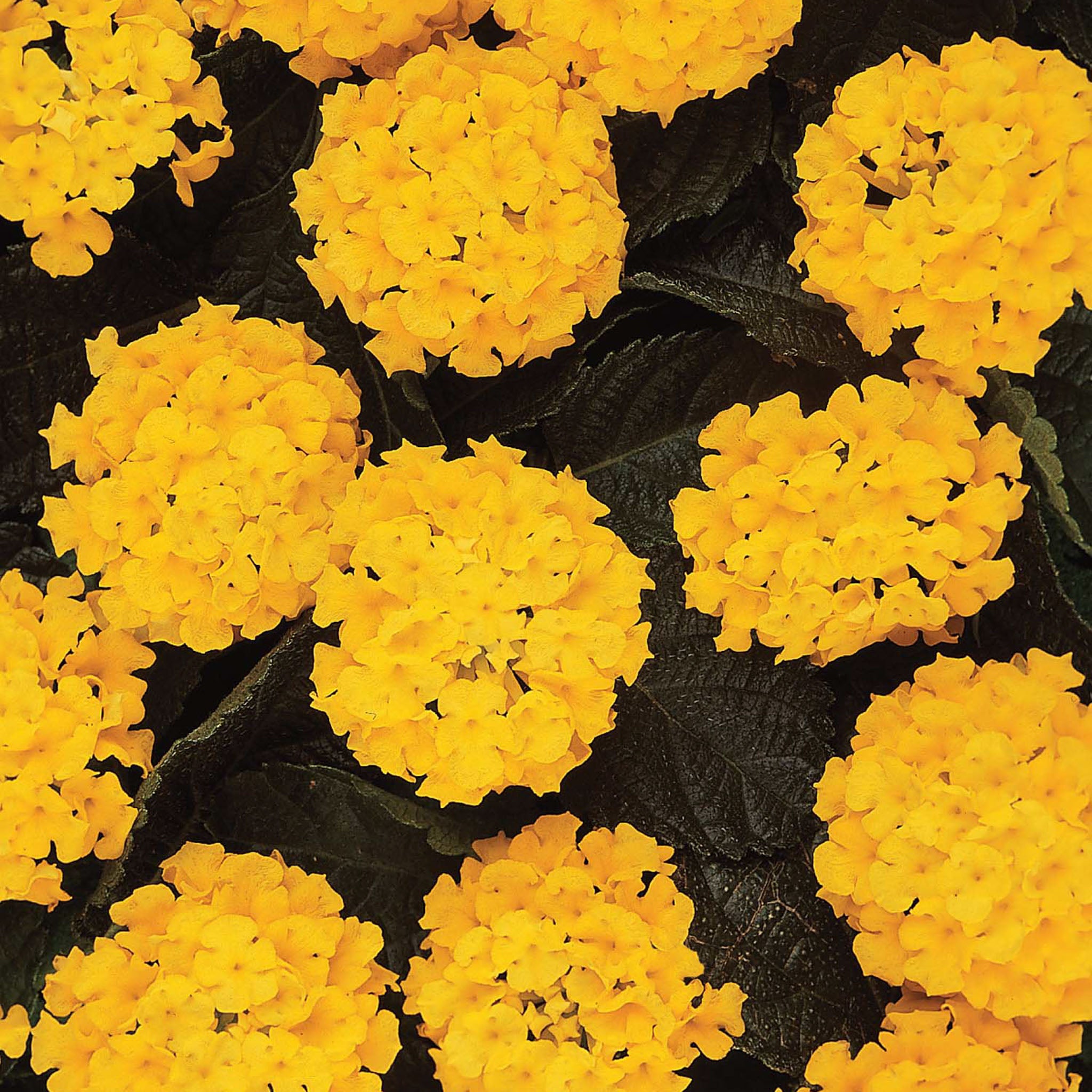 Landmark Yellow Lantana
