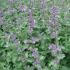 Walkers Low Nepeta
