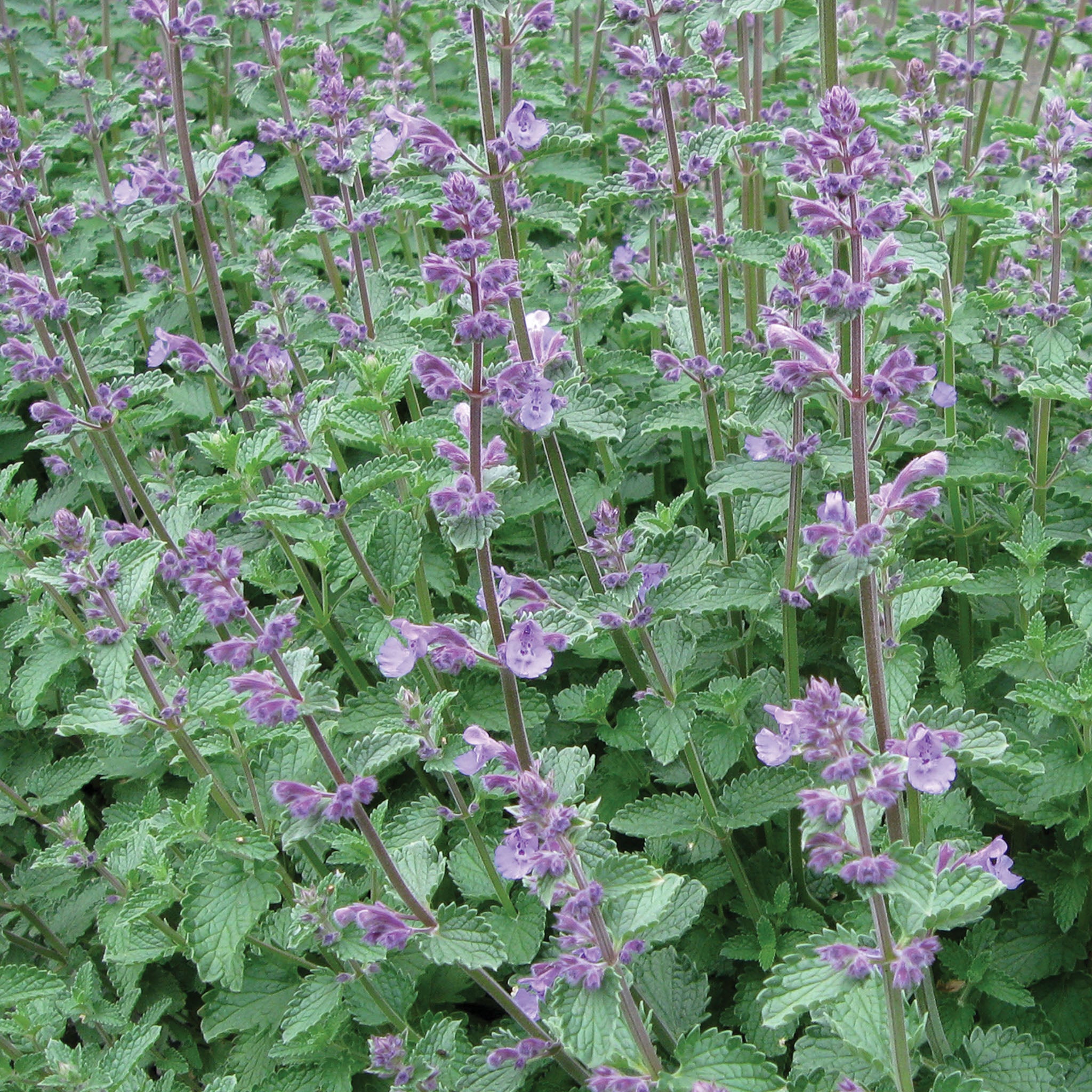 Walkers Low Nepeta