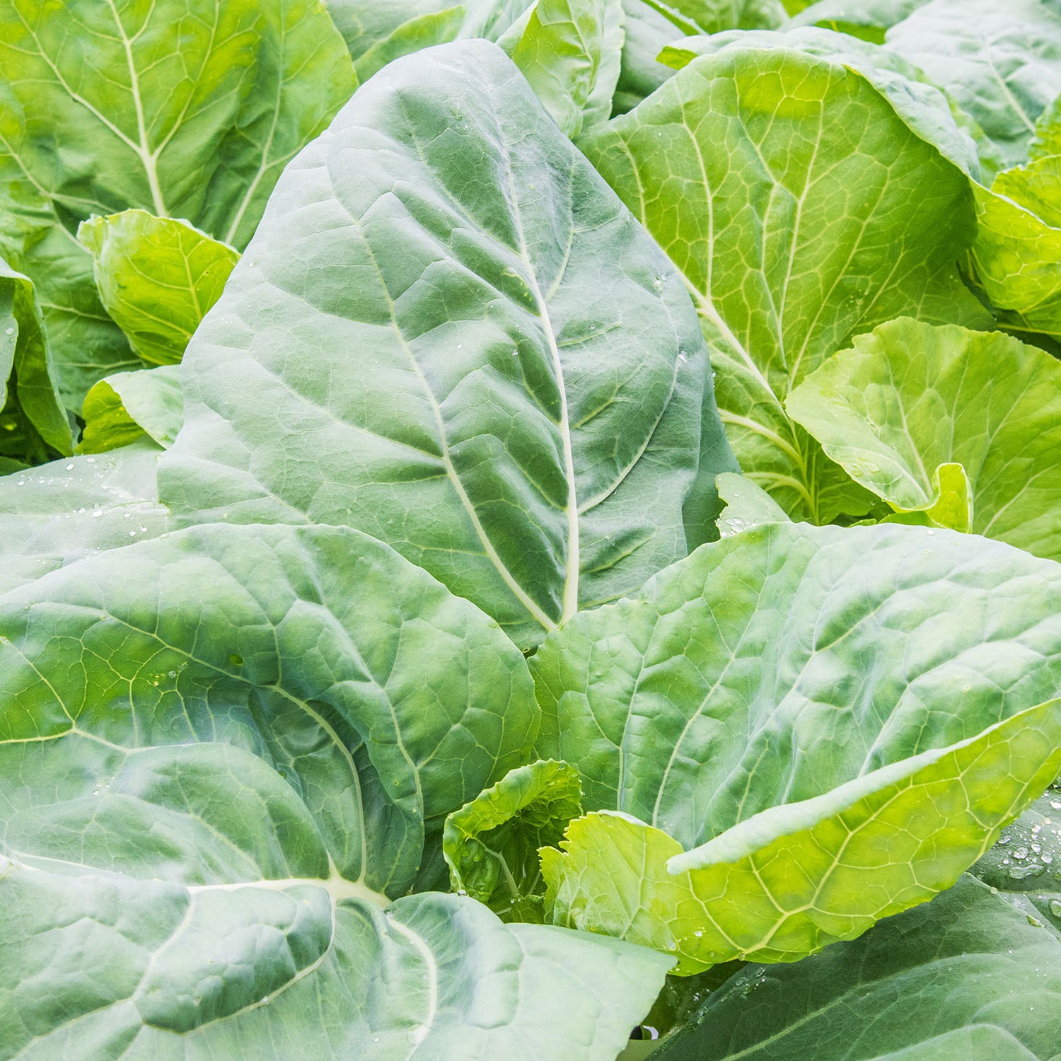 Portuguese Kale