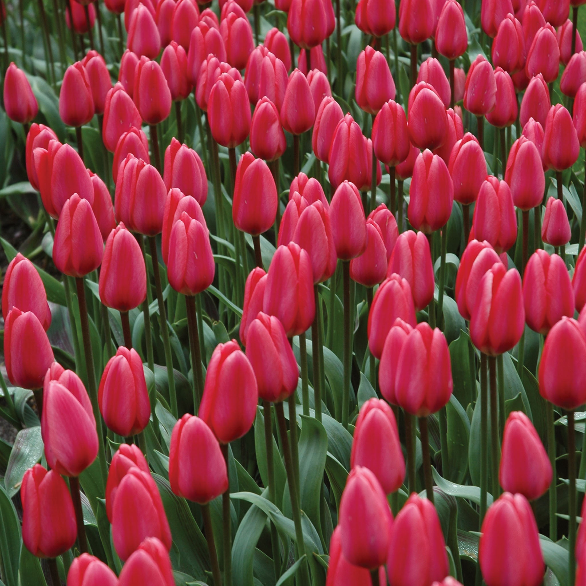 Cosmopolitan Tulip Bulbs