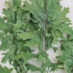 Red Winter Organic Kale