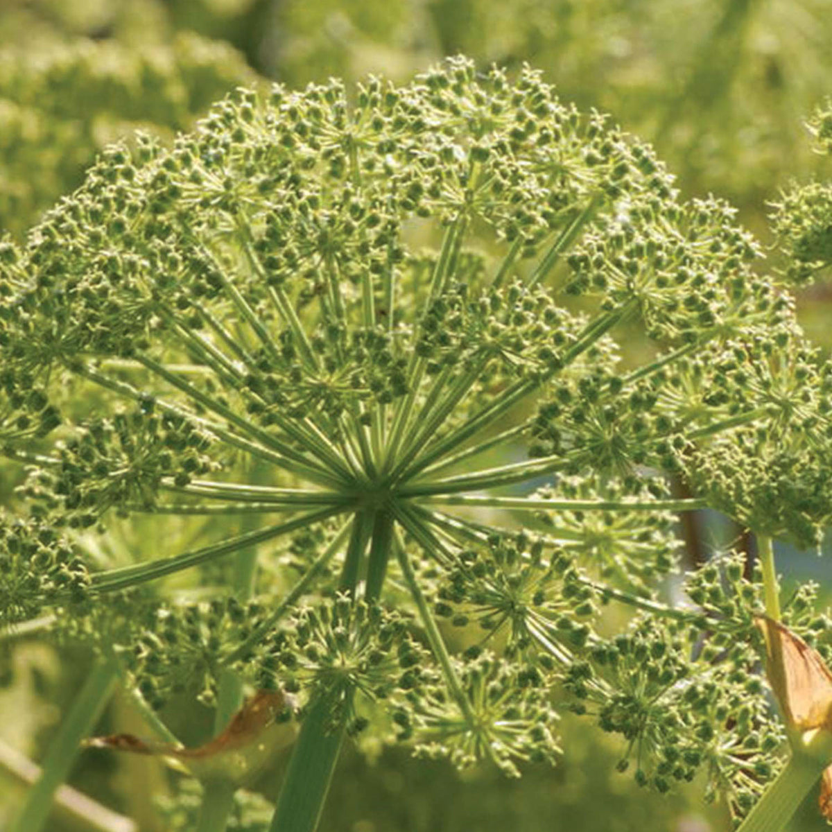 Holy Ghost Root Angelica