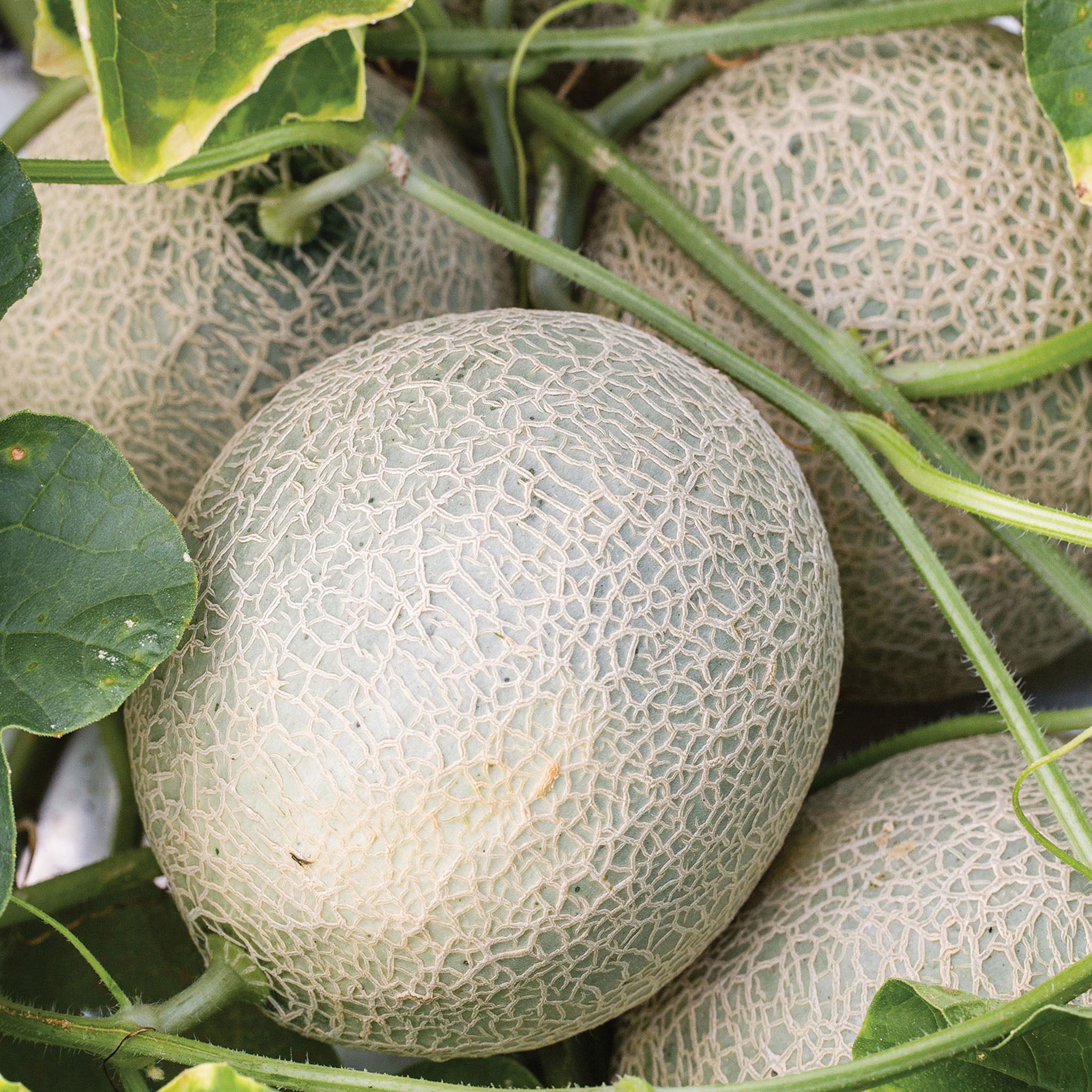 Sugar Cube Cantaloupe