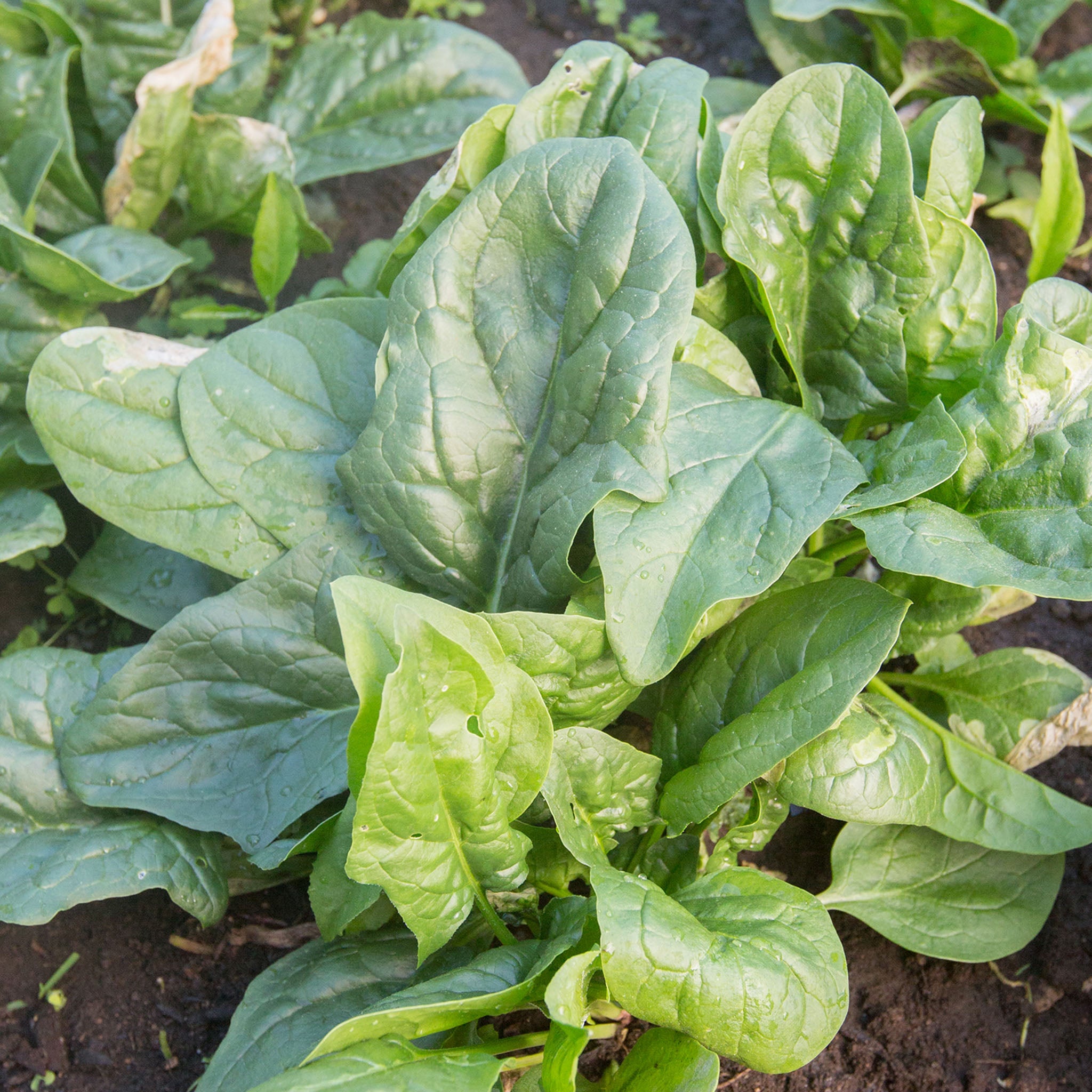A La Carte Spinach